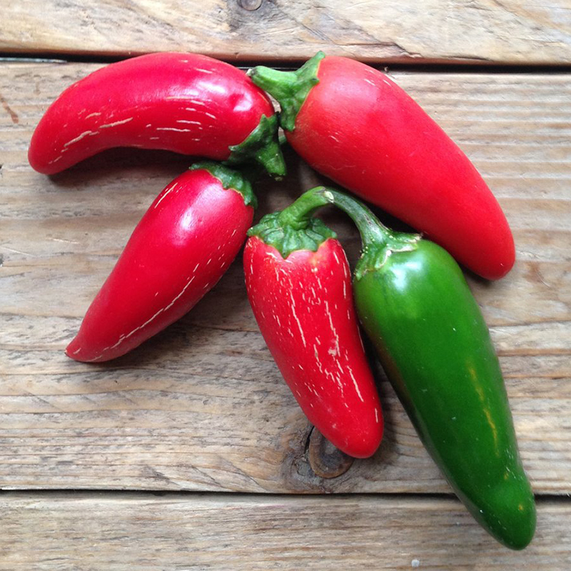 ot-chiu-nhiet-sai-trai-6 Gói 0.1gr hạt giống Ớt Cay Chịu Nhiệt Sai Trái Jalapeno