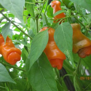 Gói 5 hạt giống ớt peter cu ti