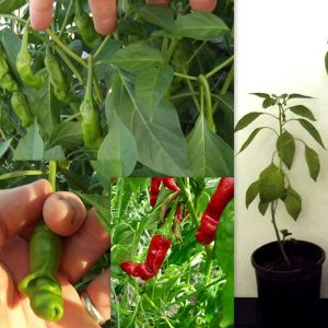 Gói 5 hạt giống ớt peter cu ti