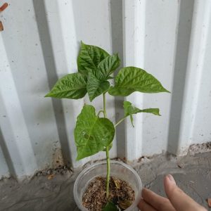 Cây ớt Habanero đỏ trưởng thành cho trái siêu cay - cây đang hoặc sắp cho hoa