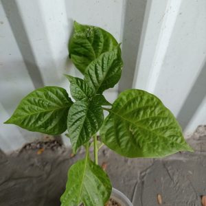 Gói 5  hạt giống Ớt Cay Habanero RED