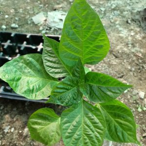 Gói 5  hạt giống Ớt Cay Habanero Vàng Scoville 350k