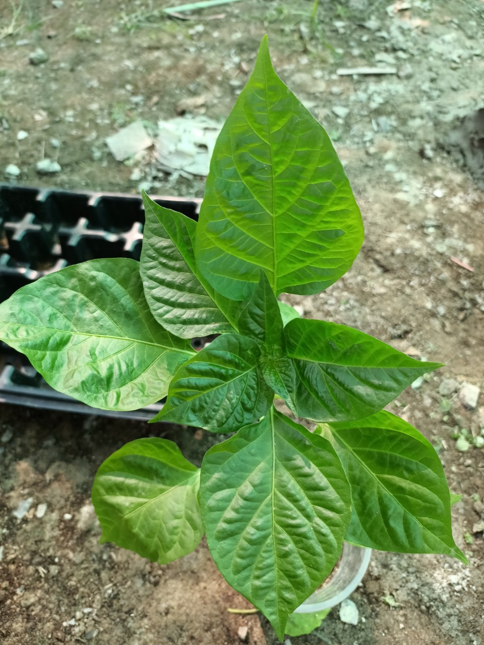 ot-haba-vang-2-7a2f476a-f073-42af-a558-4eee329533ea-93f5d8ce-c8c8-44c8-8fd8-104f49760f71 Chậu cây Ớt Habanero trái tim (Heart Habanero) trưởng thành