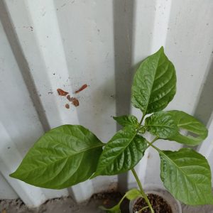 Gói 5  hạt giống Ớt Cay Habanero Vàng Scoville 350k