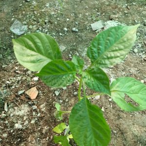 Gói 5  hạt giống Ớt Cay Habanero Vàng Scoville 350k