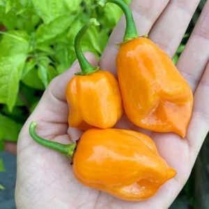 Gói 5  hạt giống Ớt Cay Habanero Vàng Scoville 350k