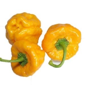 Gói 5  hạt giống Ớt Cay Habanero Vàng Scoville 350k