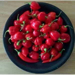 Cây ớt Habanero đỏ trưởng thành cho trái siêu cay - cây đang hoặc sắp cho hoa