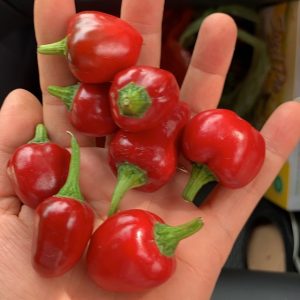 Cây ớt Habanero đỏ trưởng thành cho trái siêu cay - cây đang hoặc sắp cho hoa