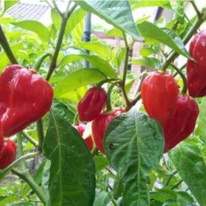 Cây ớt Habanero đỏ trưởng thành cho trái siêu cay - cây đang hoặc sắp cho hoa