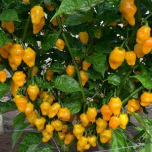 Chậu cây Ớt Habanero vàng (Lemon Habanero) trưởng thành