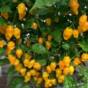 Chậu cây Ớt Habanero vàng (Lemon Habanero) trưởng thành