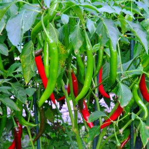 Gói 0.2g hạt giống ớt trái dài hàn quốc