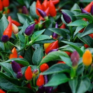 Gói 30 Hạt giống ớt kiểng ngũ sắc