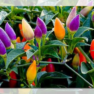 Gói 30 Hạt giống ớt kiểng ngũ sắc