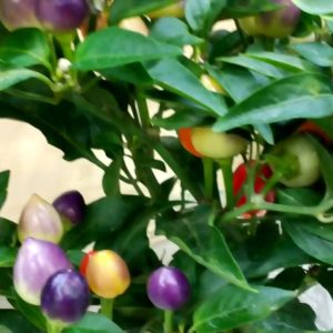 Gói 30 Hạt giống ớt kiểng ngũ sắc