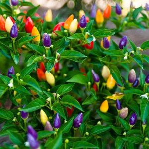 Gói 30 Hạt giống ớt kiểng ngũ sắc