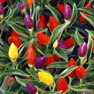 Gói 30 Hạt giống ớt kiểng ngũ sắc