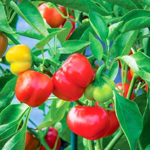 Gói 100mg hạt giống ớt ngọt - ớt chuông