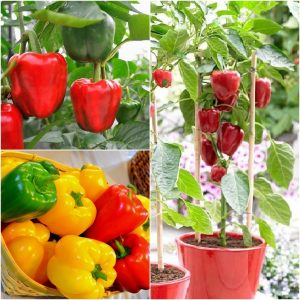 Gói 100mg hạt giống ớt ngọt - ớt chuông