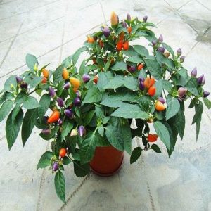 Chậu ớt ngũ săc