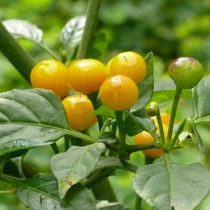 Chậu cây giống ớt Peru vàng