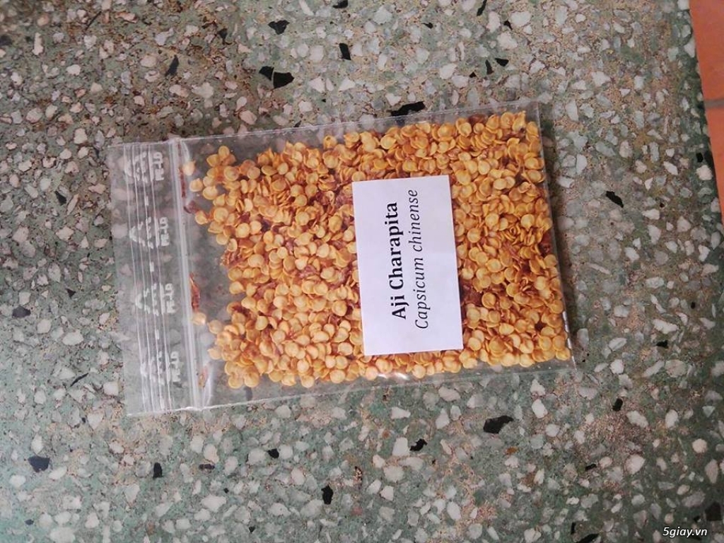 Gói 30 hạt giống Ớt Peru Aji Charapita Mắc Nhất Thế Giới (Capsicum chinense)