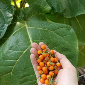 Gói 10 trái ớt peru Aji Charapita Mắc Nhất Thế Giới