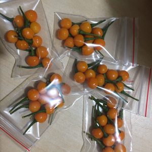 Gói 10 trái ớt peru Aji Charapita Mắc Nhất Thế Giới