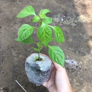 Chậu cây giống ớt Peru vàng