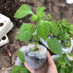 Chậu cây giống ớt Peru vàng