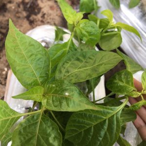 Chậu cây giống ớt Peru vàng