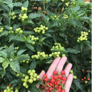 Chậu cây giống ớt Peru đỏ đang sẵn trái