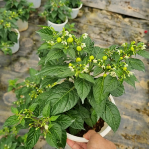 Chậu cây giống ớt Peru đỏ đang sẵn trái