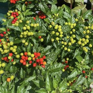 Chậu cây giống ớt Peru đỏ đang sẵn trái