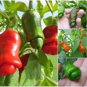 Cây giống ớt cuti ươm vỉ như hình