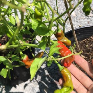 Chậu cây ớt peter trưởng thành có trái sum xuê