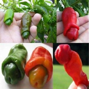 Cây giống ớt cuti ươm vỉ như hình