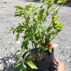Chậu cây ớt peter trưởng thành có trái sum xuê