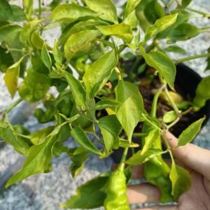 Chậu cây ớt peter trưởng thành có trái sum xuê
