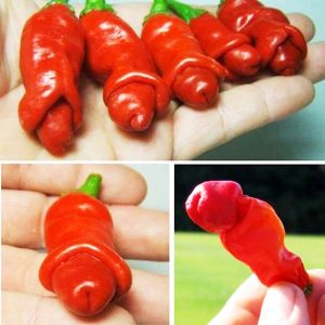 Chậu cây ớt peter trưởng thành có trái sum xuê