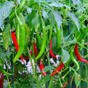 Chai 15ml thuốc trừ bệnh cây Dipomate