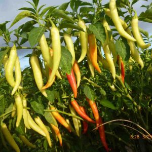 Gói 0.1g hạt giống ớt lai F1 sừng vàng Châu Phi