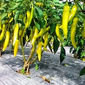 Gói 0.1g hạt giống ớt lai F1 sừng vàng Châu Phi