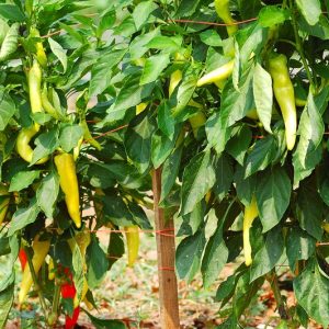 Gói 0.1g hạt giống ớt lai F1 sừng vàng Châu Phi