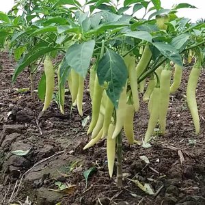 Gói 0.1g hạt giống ớt lai F1 sừng vàng Châu Phi