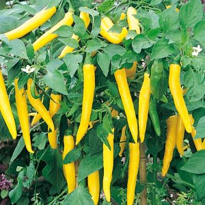 Gói 0.1g hạt giống ớt lai F1 sừng vàng Châu Phi