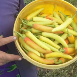 Gói 0.1g hạt giống ớt lai F1 sừng vàng Châu Phi