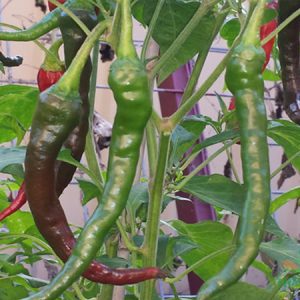 Chậu cây Ớt Sừng Hàn Quốc ít cay, ăn sống kèm món nướng kiểu Hàn