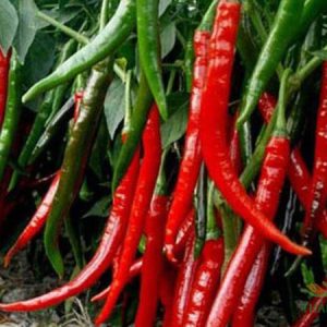 Chậu cây Ớt Sừng Hàn Quốc ít cay, ăn sống kèm món nướng kiểu Hàn